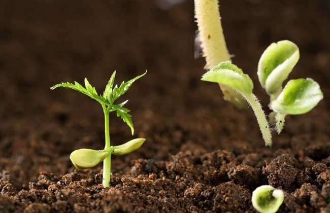 便攜式土壤養分速測儀 便攜式土壤養分速測儀